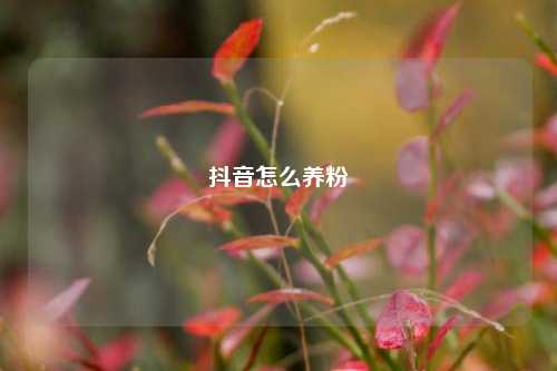 抖音怎么养粉